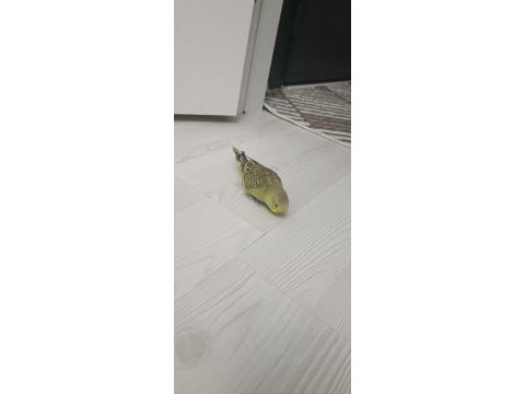 9 adet yavru muhabbet kuşu