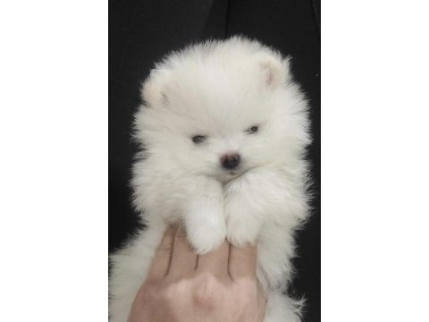 Pomeranian boo