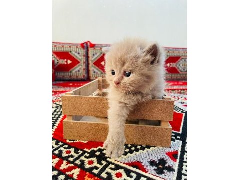 Yavru kedilerimiz