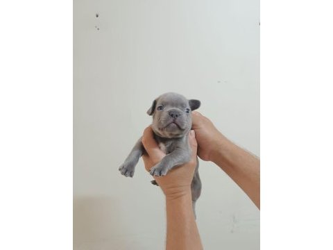Rezerveye açık french bulldog yavrular