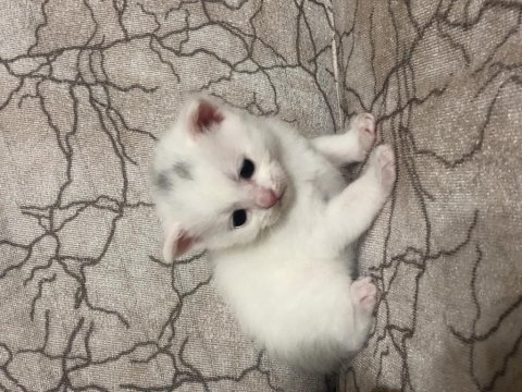 Scottish fold yavrularımız sahiplendirilecektir