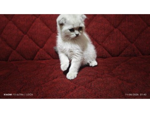 Mama karşılığı yavru scottish fold