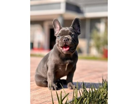French bulldog yavruları çiftlikten   