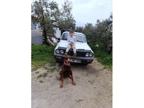 A kalite king doberman yavruları hazır