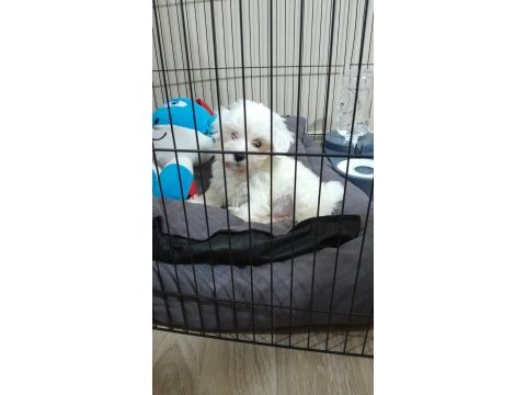 3 aylık şahsi maltese terrier