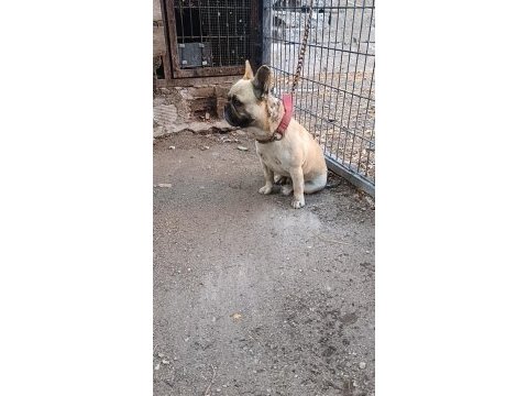 Yetişkin erkek french bulldog
