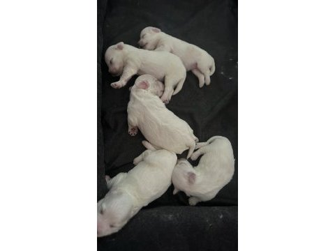 1,5 aylık dişi maltese yavru