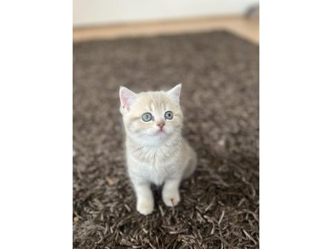 Golden ny11-ny12british shorthair yavrular
