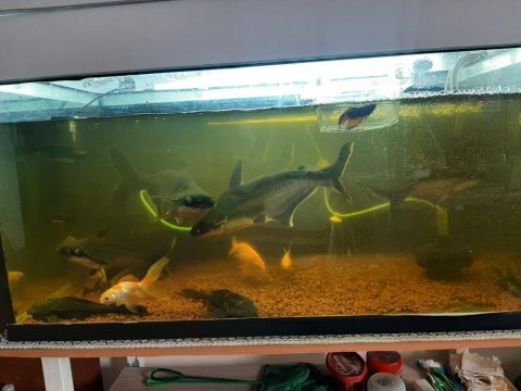 6 tane 25 cm ve 30 cm arası köpek balığı 3 vatoz