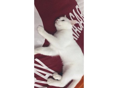 Oyun sever british shorthair