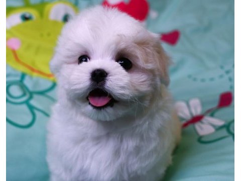 Korea maltese yavrularımız