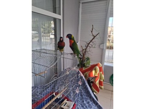 Full evcil 2 adet gökkuşağı lori papağanı