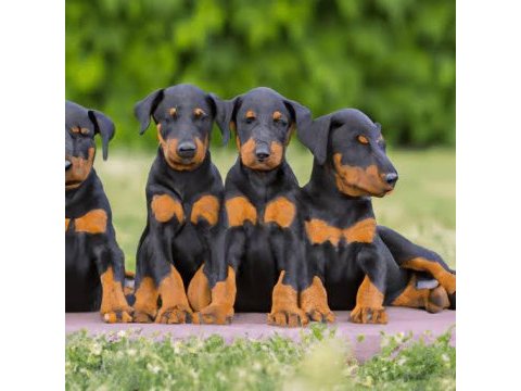 Estetikli doberman bebekler kapıda ödeme mevcuttur