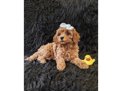 Peluş bir poodle kız