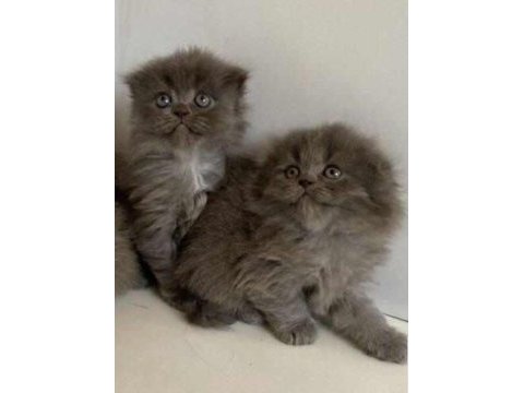 Scottish fold longhair kedimiz uygun