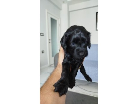 Sarı ve siyah bebek köpekler