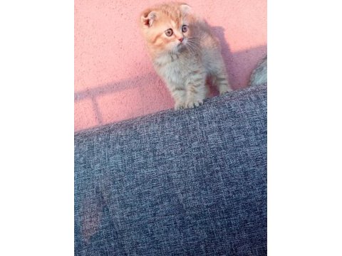Uygun bayram şekerleri kediler