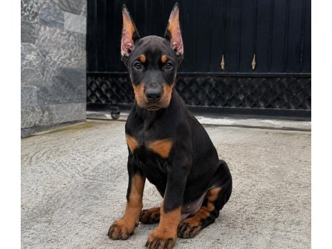 Estetikli 2 aylık fırtına gibi fırlama doberman yavrular