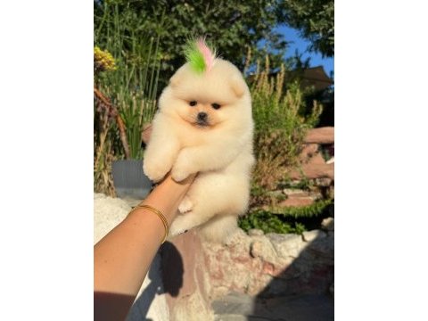Orjinal pomeranian boo