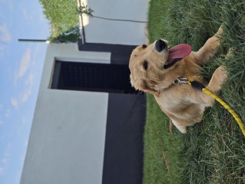 Safkan golden retriever 6 aylık eğitimli