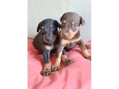 Sağlıklı siyah ve kızıl doberman yavrularımız