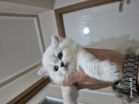 Safkan british longhair ve fold yavrular