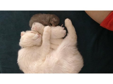 Güzel kızım yeni yuvasını bekliyor scottish fold