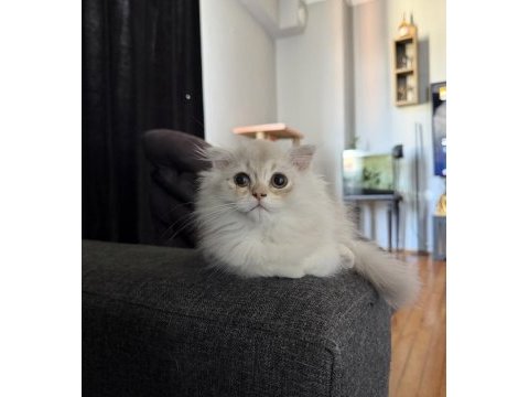 Rusya kanı scottish fold longhair erkek yavrumuz