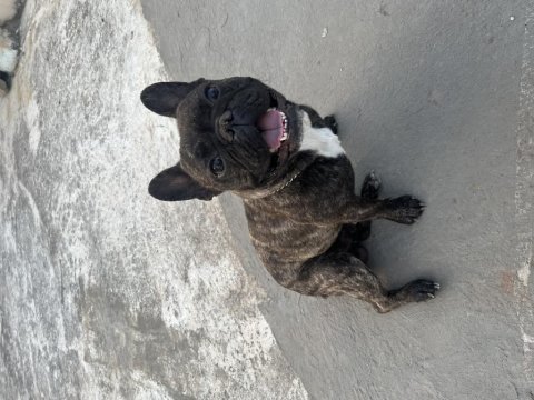 French bulldog oğluma eşleşmesi için dişi arıyorum