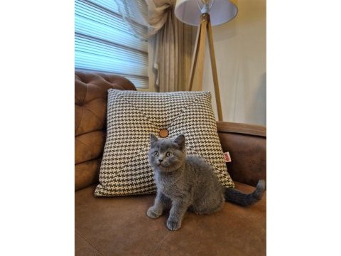 Oyuncu ayı surat british shorthair