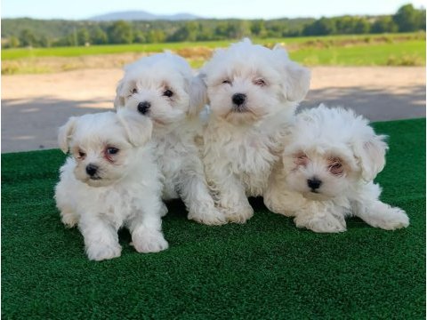 Maltese yavrularımız