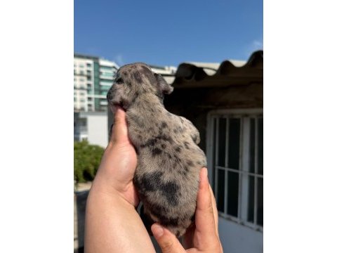 French bulldog yavru bebek