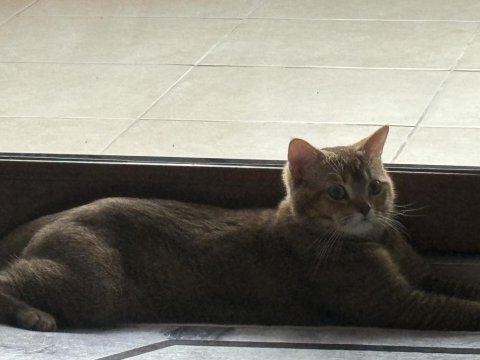 Eşyalarıyla beraber british golden black