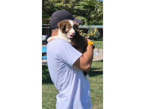 Birinci sınıf safkan border collie yavruları 
