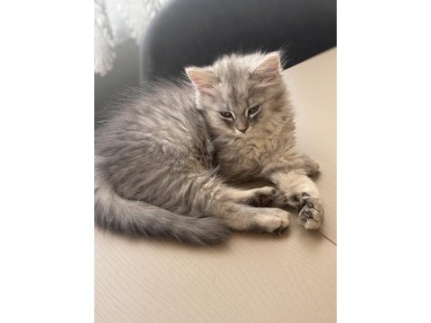 Scottish fold mersin 2 aylık