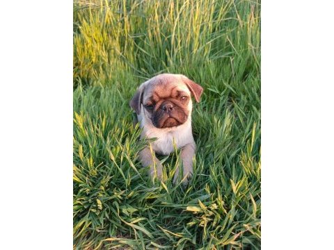Pug mobs yavrular
