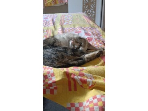 Acil kedi
