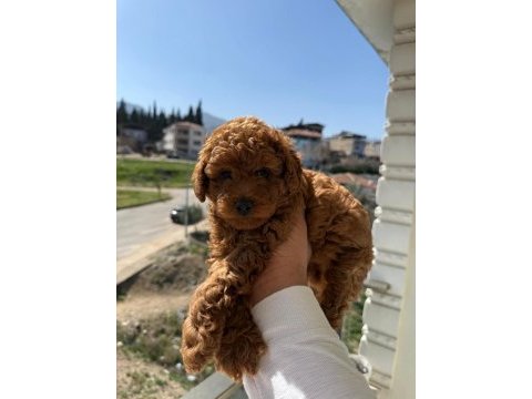 Toy poodle yavrularımız ömürlük aileleri bekliyor