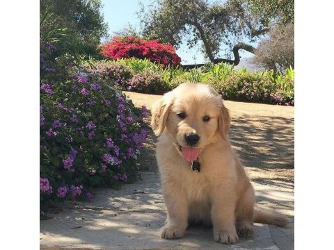 Baby face suratlı golden retriever yavrularımız