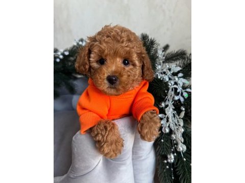 Full safkan toy poodle yavruları teslime hazır 
