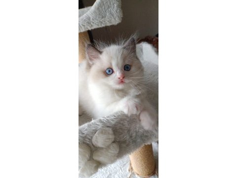 Şecereli anne ve babadan safkan ragdoll erkek yavru