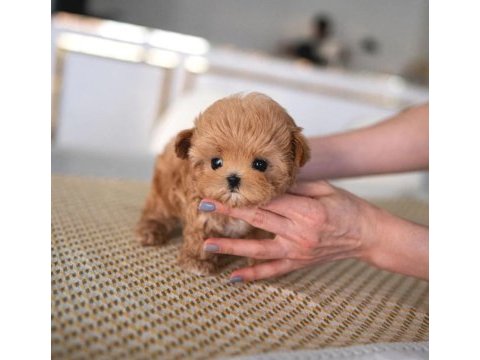 Irk garantili safkan poodle bebeklerim