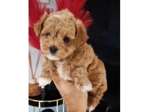 Maltipoo  yavrularımız 