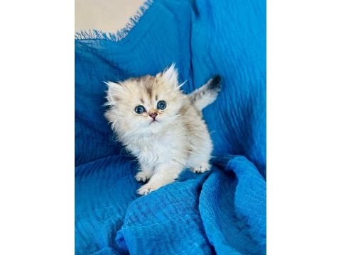 Şecereli golden british longhair yavrular