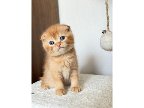Scottish fold 2 aylık erkek yavru