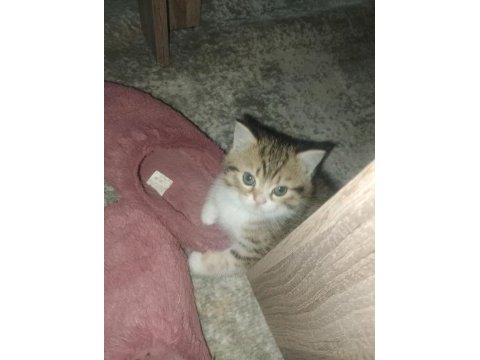 British shorthair kedimiz