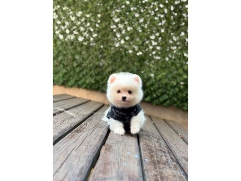 Yavru pomeranian boo köpekler