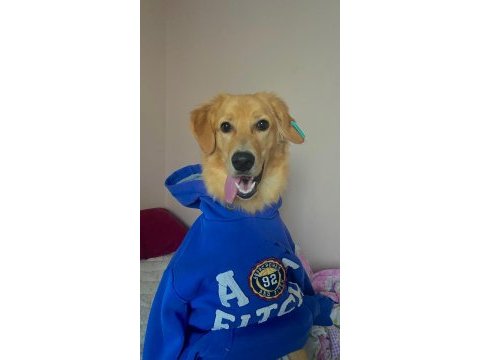 Golden retriever bebek