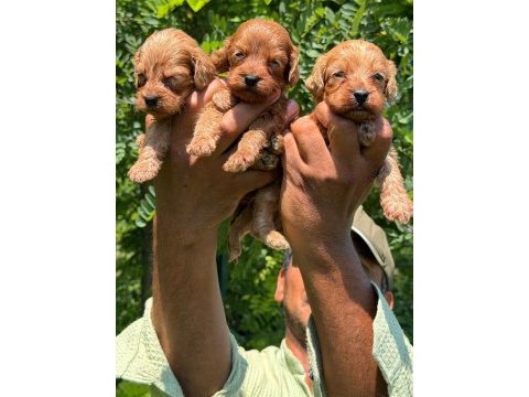 Maltipoo yavrular bir birinden güzel tatlı