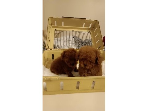 Kore tniy boy poodle bebekler